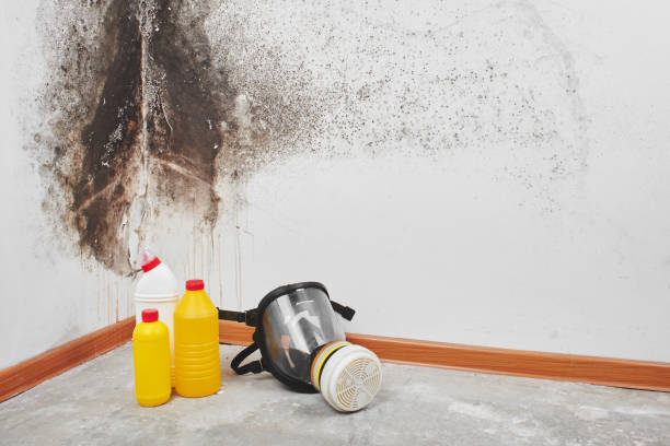 Best Emergency Mold Remediation in Kirbyville, TX