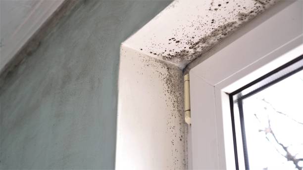 Best Basement Mold Remediation in Kirbyville, TX