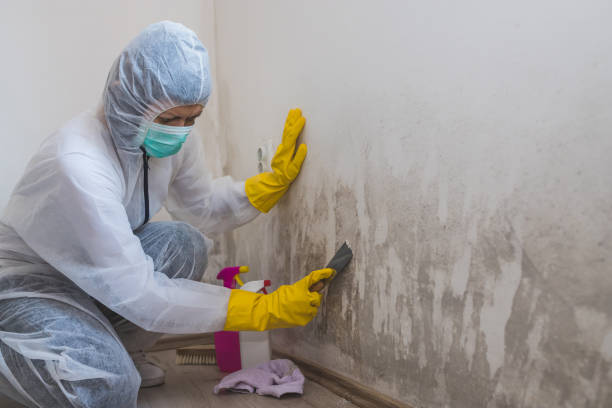 Best Mold Remediation for Specific Building Types in Kirbyville, TX