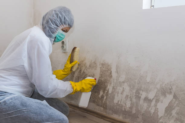 Best HVAC Mold Remediation in Kirbyville, TX