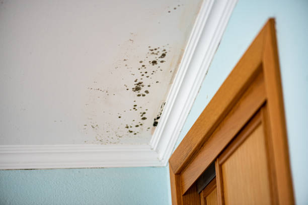 Best Post-Flood Mold Remediation in Kirbyville, TX