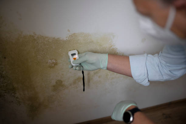 Best Kitchen Mold Remediation in Kirbyville, TX