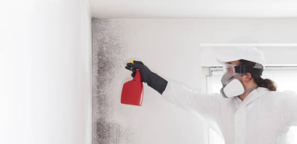 Best Crawl Space Mold Remediation in Kirbyville, TX
