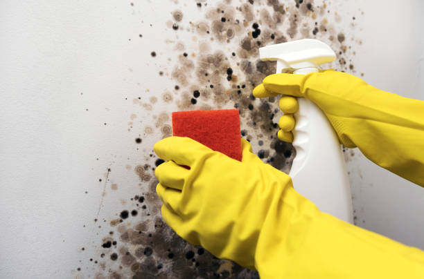 Best Attic Mold Remediation in Kirbyville, TX