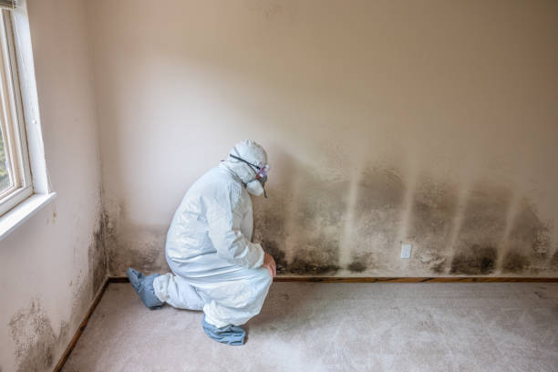 Best Mold Testing and Inspection Services in Kirbyville, TX