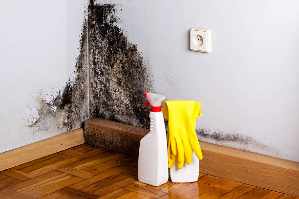 Best Black Mold Remediation in Kirbyville, TX