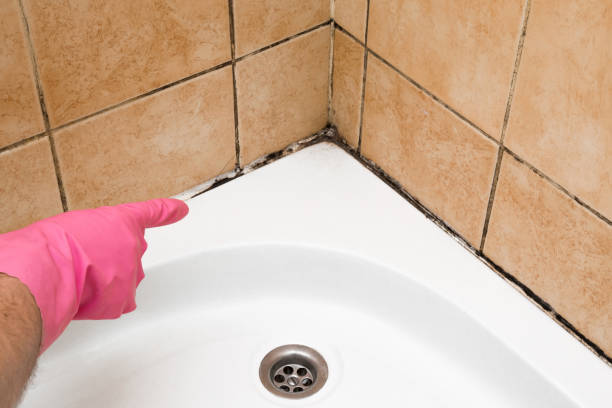 Best Emergency Mold Remediation in Kirbyville, TX
